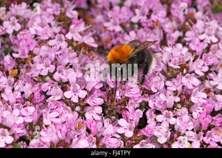 Tree Bumble Bee (Bombus hypnorum) alimentazione su timo (Thymus) nel giardino CHESHIRE REGNO UNITO Giugno 9189 Foto Stock