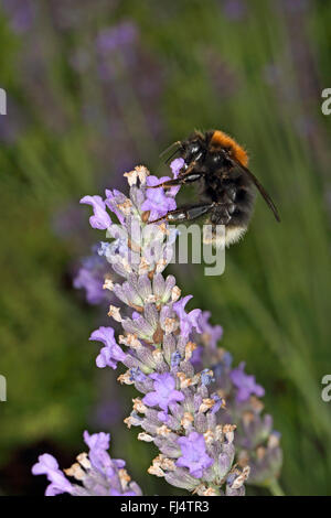 Tree Bumble Bee (Bombus hypnorum) alimentazione sulla Lavanda (Lavendula) fiore in giardino CHESHIRE REGNO UNITO luglio 58502 Foto Stock