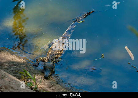 Molto giovane coccodrillo in una fattoria a Kwena Gardens a Sun City, in Sudafrica Foto Stock