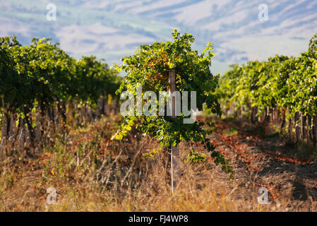 Paesaggio con verde di vigneti e le montagne in background. Foto Stock