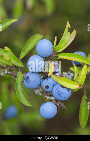 Prugnolo, sloe (Prunus spinosa, ramo fruttifero, Germania Foto Stock