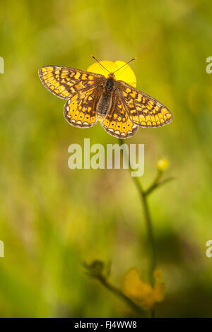 Marsh fritillary (Euphydryas aurinia, Eurodryas aurinia, Melitaea aurinia), su di un fiore di ranuncolo, GERMANIA Baden-Wuerttemberg, Kaiserstuhl Foto Stock