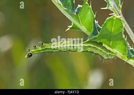 Argento Y (Autographa gamma), Caterpillar imita il germoglio, Germania Foto Stock