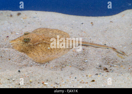 Raggio maculato, Pezzata homelyn ray, Spotted skate, Homelyn ray (Raja montagui), si appoggia sul terreno Foto Stock