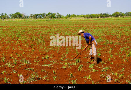 Semplice agricoltore lavora nel campo, vista laterale, Cuba, La Habana Foto Stock