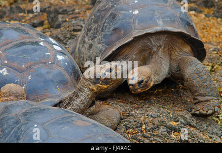 Galapagos, tartaruga gigante Galapagos tartaruga (porteri) (Chelonodis nigra porteri, Geochelone elephantopus porteri, Geochelone nigra porteri, Testudo elephantopus porteri, Chelonoides elephantopus porteri), tartarughe Galapagos su una roccia, Ecuador Isole Galapagos, Santa Cruz Santa Cruz Highlands Foto Stock