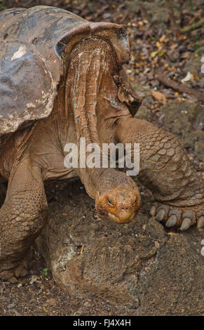 Galapagos, tartaruga gigante Galapagos tartaruga (porteri) (Chelonodis nigra porteri, Geochelone elephantopus porteri, Geochelone nigra porteri, Testudo elephantopus porteri, Chelonoides elephantopus porteri), la vecchia tartaruga Galapagos su una roccia, ritratto, Ecuador Isole Galapagos, Santa Cruz Santa Cruz Highlands Foto Stock