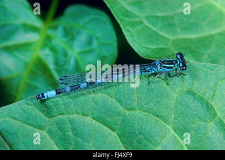 Damselfly ornati, ornati Bluet (Coenagrion ornatum), maschio, Germania Foto Stock