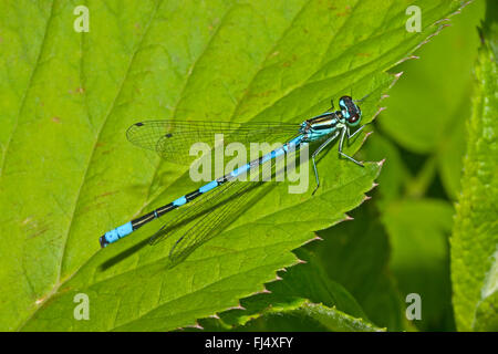 Damselfly nord, nord damselfly blu, Spearhead Bluet (Coenagrion hastulatum), maschio, Germania Foto Stock