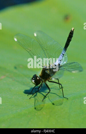 Bulbo di fronte bianco-darter (Leucorrhinia caudalis), maschio, Germania Foto Stock