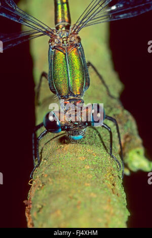 Willow mererald damselfly (Lestes viridis, Chalcolestes viridis), maschio, Germania Foto Stock