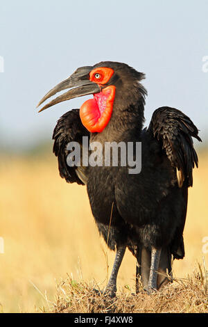 Massa meridionale hornbill, massa hornbill (Bucorvus leadbeateri, Bucorvus cafer), fluffes fino, Kenia Masai Mara National Park Foto Stock