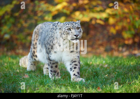 Snow Leopard (Uncia uncia, Panthera uncia), snow leopard femmina a camminare in un prato in autunno Foto Stock