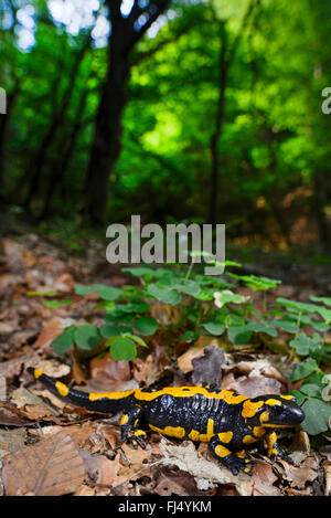 Unione salamandra pezzata (Salamandra salamandra, Salamandra salamandra terrestris ), camminando sulla terra foresta, in Germania, in Renania settentrionale-Vestfalia, Bergisches Land Foto Stock