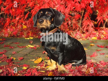 Wire-haired bassotto, Filo-dai capelli del cane di salsiccia, cane domestico (Canis lupus f. familiaris), diciannove mesi vecchio cane maschio seduta in autunno il fogliame di acero, Germania Foto Stock