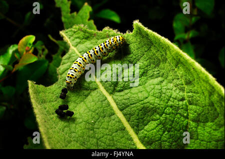 Mullein moth, Mullein caterpillar (Cucullia verbasci, Shargacucullia verbasci), su una foglia di mullein , Germania Foto Stock