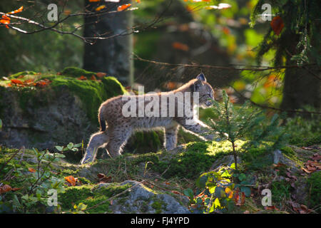 Eurasian (Lynx Lynx lynx), cubs in foresta, in Germania, in Baviera, il Parco Nazionale della Foresta Bavarese Foto Stock