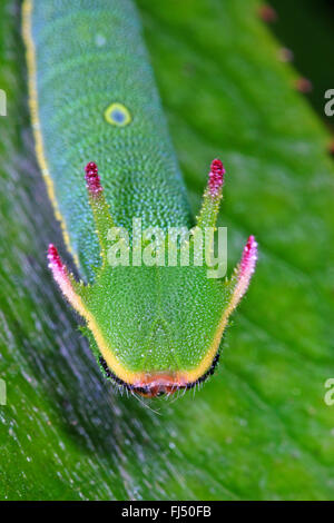Due-tailed Pasha, Foxy imperatore (Charaxs jasius), Caterpillar Foto Stock