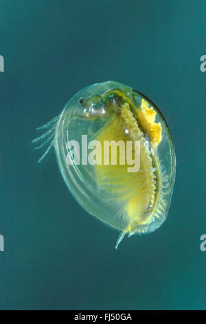 Vongola orientale gamberetti (Limnadia lenticularis), nuoto, Germania Foto Stock