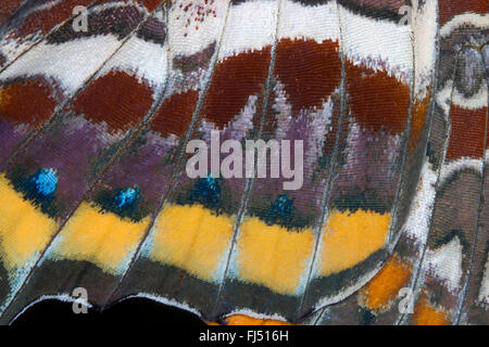 Due-tailed Pasha, Foxy imperatore (Charaxs jasius), l'ala pattern, scale di parafango Foto Stock