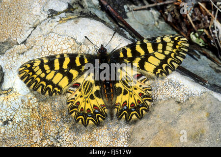 Festone meridionale (Zerynthia polissena), su una pietra, Germania Foto Stock