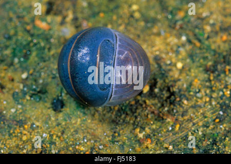 Quercia mediterranea-bosco pillbug (Armadillo officinalis, Armadillo invenustus; Armadillo officinarum; Cubaris invenustus; Penteo invenustus), arrotolati su terra, Germania Foto Stock