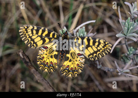 Festone meridionale (Zerynthia polissena), sulla lavanda, Germania Foto Stock