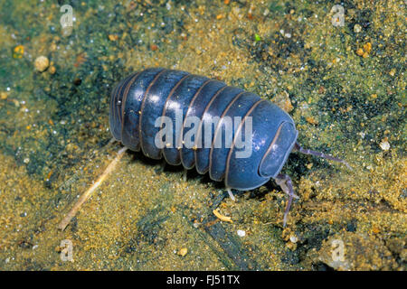 Quercia mediterranea-bosco pillbug (Armadillo officinalis, Armadillo invenustus; Armadillo officinarum; Cubaris invenustus; Penteo invenustus), sul terreno, Germania Foto Stock