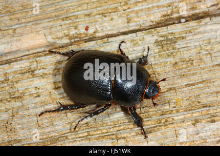 Dung beetle (Pentodon idiota a), su legno Foto Stock