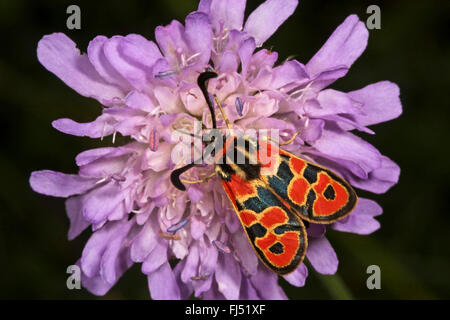 Fausto Burnett (falena Zygaena fausta, Zygaena faustina), su un fiore scabious, Germania Foto Stock