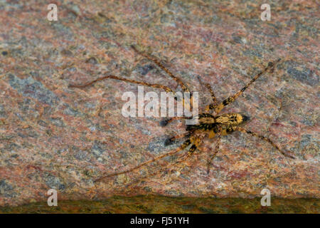 Ronzio spider (Anyphaena accentuata), maschio, ragno dell'anno 2015, Germania Foto Stock