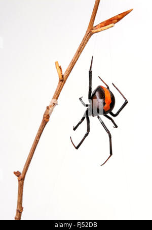 Redback spider, vedova spider, Redback (Latrodectus hasselti), infamous Redback spider da Australia, Australia Foto Stock