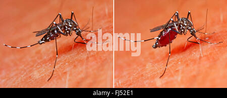 Zanzara tigre, Asiatica zanzara tigre, Foresta (zanzara Stegomyia albopicta Aedes albopictus, Cryptus albopictus, Culex albopictus), pungente, vettore di malattie come la chikungunya e la dengue e il virus zika, Germania Foto Stock