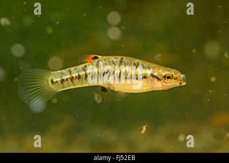 Almeno killifish (Heterandria formosa), femmina Foto Stock