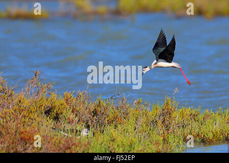 Black-winged stilt (Himantopus himantopus), lo sbarco su un'isola, Francia, Camargue Foto Stock