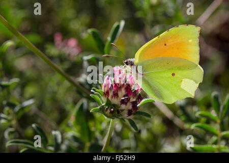 Cleopatra butterfly (Gonepteryx cleopatra), maschio a Anthyllis Foto Stock