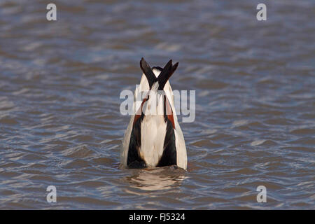 Shelduck comune (Tadorna tadorna), a dedicarmi drake in allevamento piumaggio, Germania, Schleswig-Holstein Foto Stock