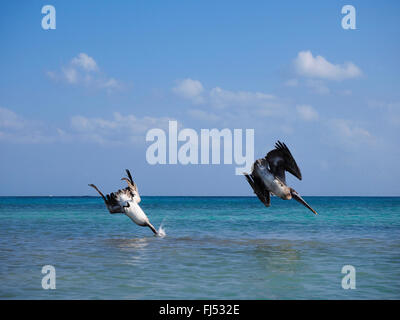Pellicano marrone (Pelecanus occidentalis), Pesca, Messico, Yucatan Foto Stock