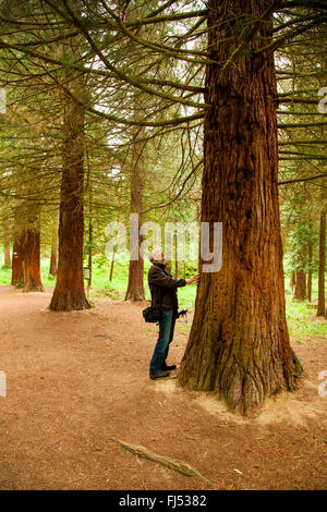 Sequoia gigante, giant redwood (Sequoiadendron giganteum), con un uomo come scala, GERMANIA Baden-Wuerttemberg, Kaiserstuhl Foto Stock