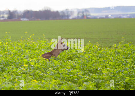 Il capriolo (Capreolus capreolus), doe vigile permanente in un campo di senape, in Germania, in Baviera, Niederbayern, Bassa Baviera Foto Stock