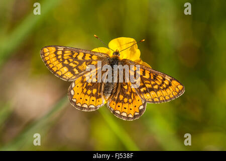 Marsh fritillary (Euphydryas aurinia, Eurodryas aurinia, Melitaea aurinia), su di un fiore di ranuncolo, GERMANIA Baden-Wuerttemberg, Kaiserstuhl, Badberg Foto Stock