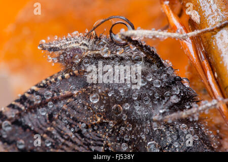 Farfalla Pavone, Europeo Peacock (Inachis io, Nymphalis io), coperto con dewdrops, ritratto, in Germania, in Baviera, Niederbayern, Bassa Baviera Foto Stock