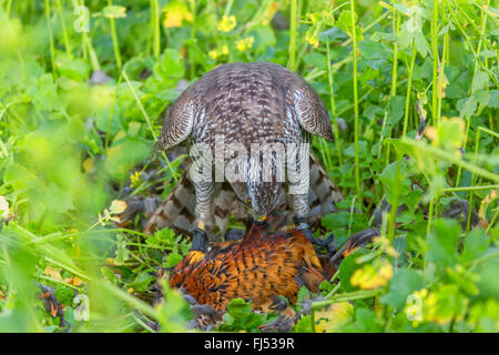 Astore (Accipiter gentilis), ha catturato un fagiano, in Germania, in Baviera, Niederbayern, Bassa Baviera Foto Stock