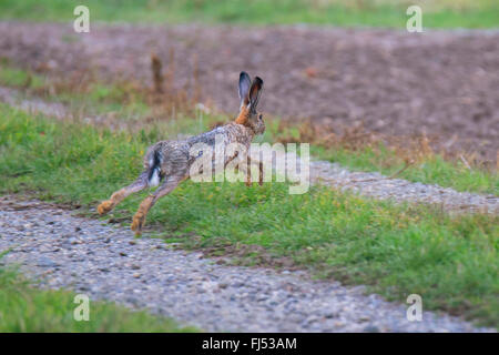 Lepre europea, Marrone lepre (Lepus europaeus), salta su un percorso di campo, in Germania, in Baviera, Niederbayern, Bassa Baviera Foto Stock