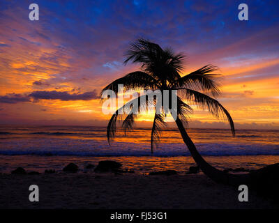 Palm dall'oceano nel bagliore di sera, Messico, Yucatan, il Mare dei Caraibi, Akumal Foto Stock