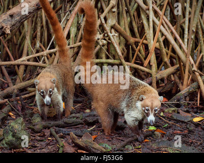 Bianco-coati dal naso (Nasua narica), sull'alimentazione in corrispondenza di mangrovia, Messico, Yukatan Foto Stock