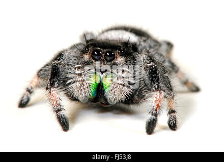 Jumping ragni, regal jumping spider (Phidippus regius), uno dei più grandi ragni di salto nel mondo, maschio, cut-out Foto Stock