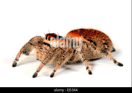 Jumping ragni, regal jumping spider (Phidippus regius), femmina, cut-out Foto Stock