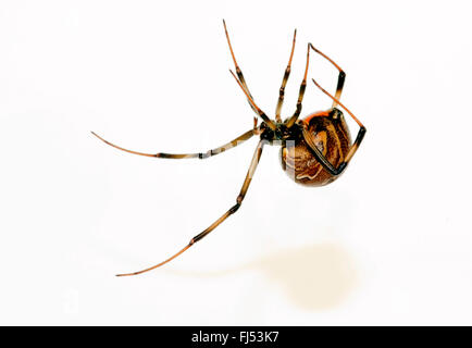 Vedova brown spider (Latrodectus geometricus), in tutto il mondo prevalente, ragno velenoso Foto Stock