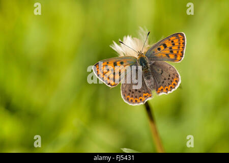 Fuligginosa rame (Heodes tityrus, Loweia tityrus, Loweia tityrus, Lycaena tityrus), femmina, in Germania, in Renania Palatinato Foto Stock